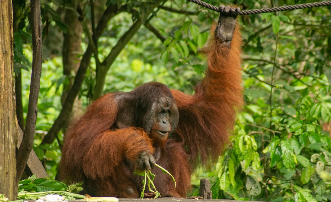 Orangutan in the rainforest